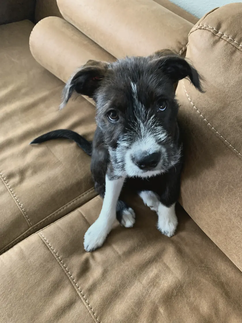 Panda as a puppy on a tan couch, white paws crossed, looking straight up at the camera.