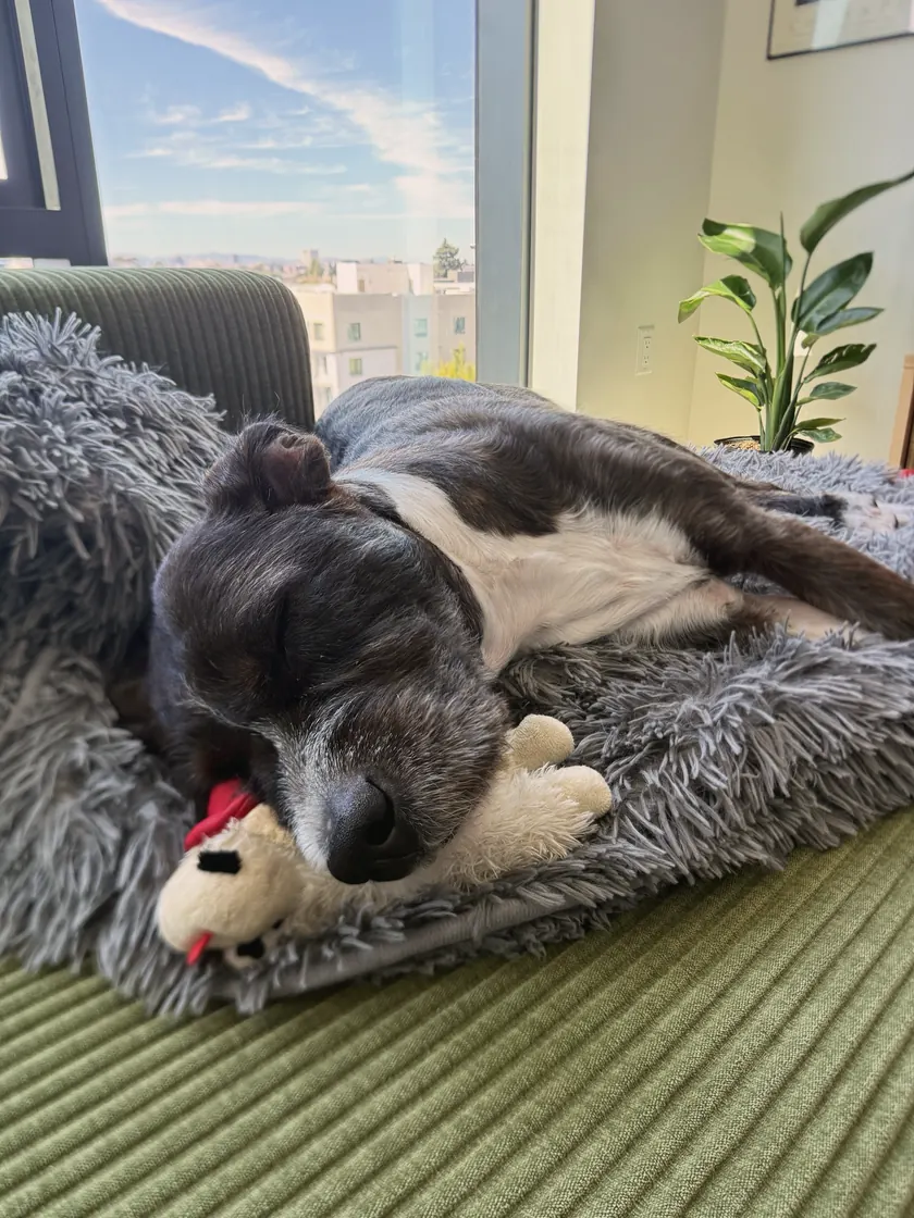 Panda asleep on a grey bed in the sun by the window, her chin on a toy, the city out the glass behind her.